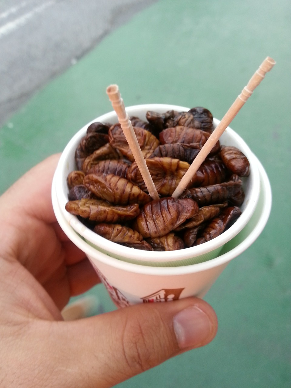 silkworms korea travel free photo