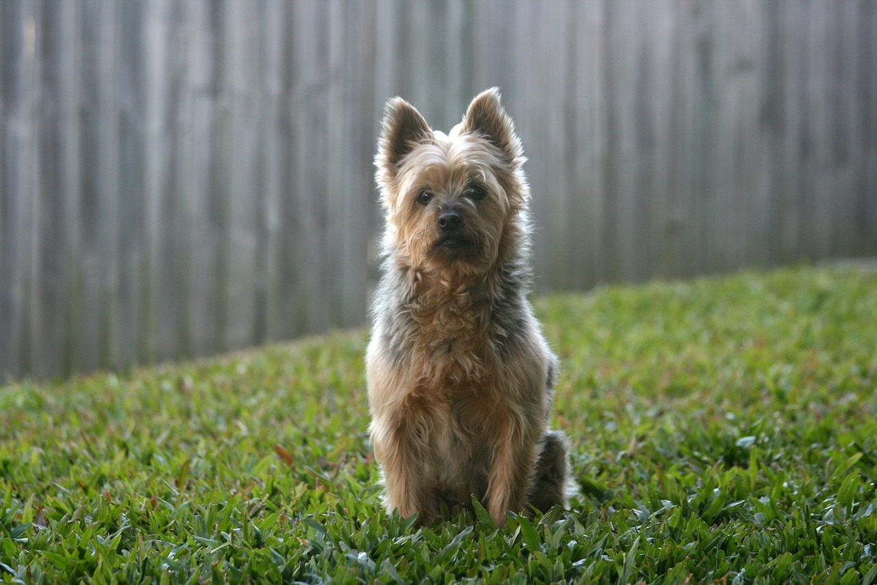 silky silky terrier australian silky terrier free photo