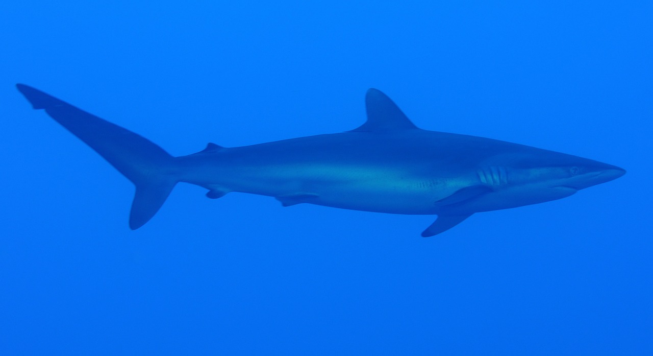 silky shark shark curious free photo