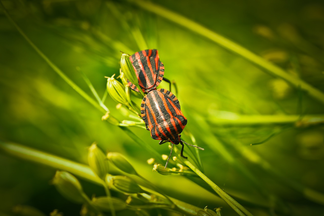 silphidae insect beetle free photo