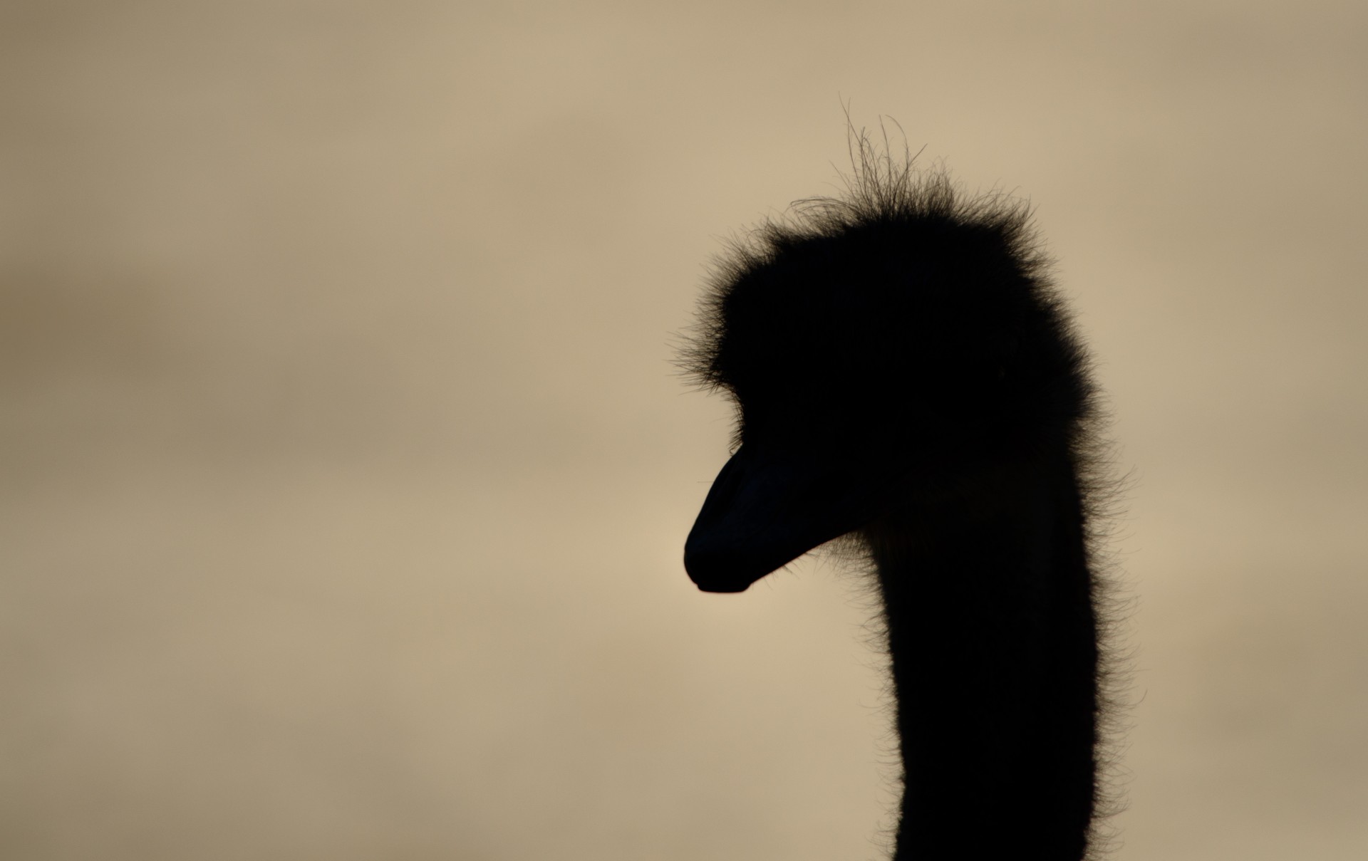 ostrich silhouette bird free photo