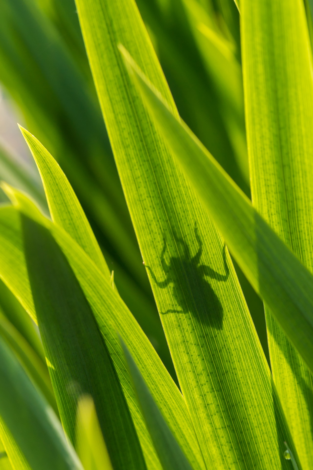 silhouette nature bug free photo