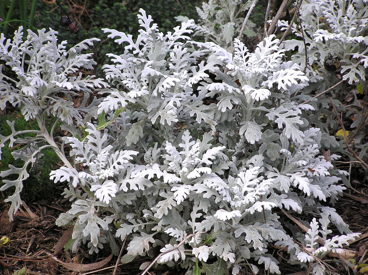 silver leaf plant free photo