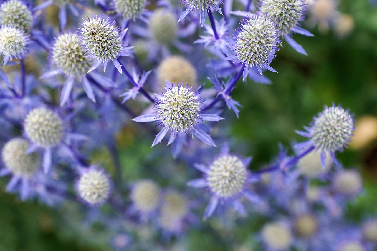 silver thistle nature free photo