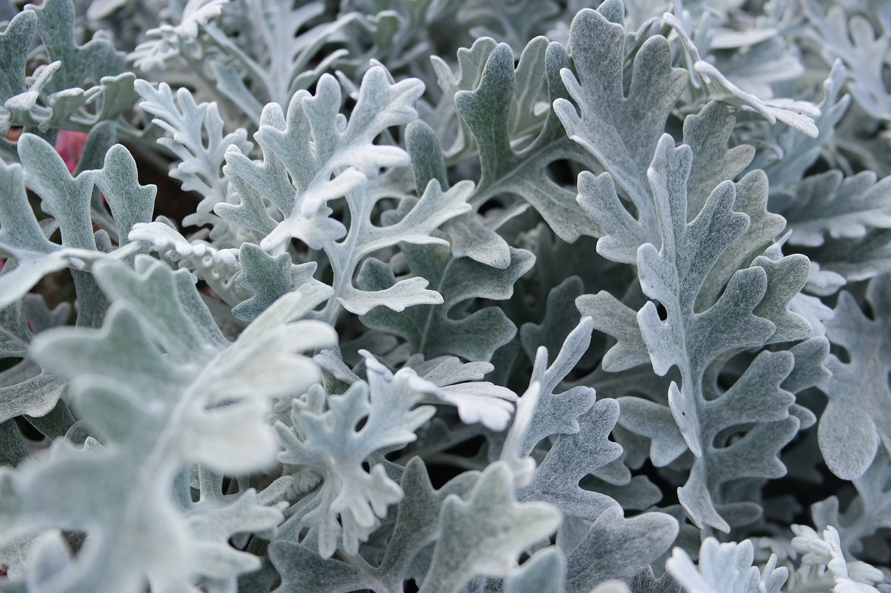 silver  leaves  macro free photo