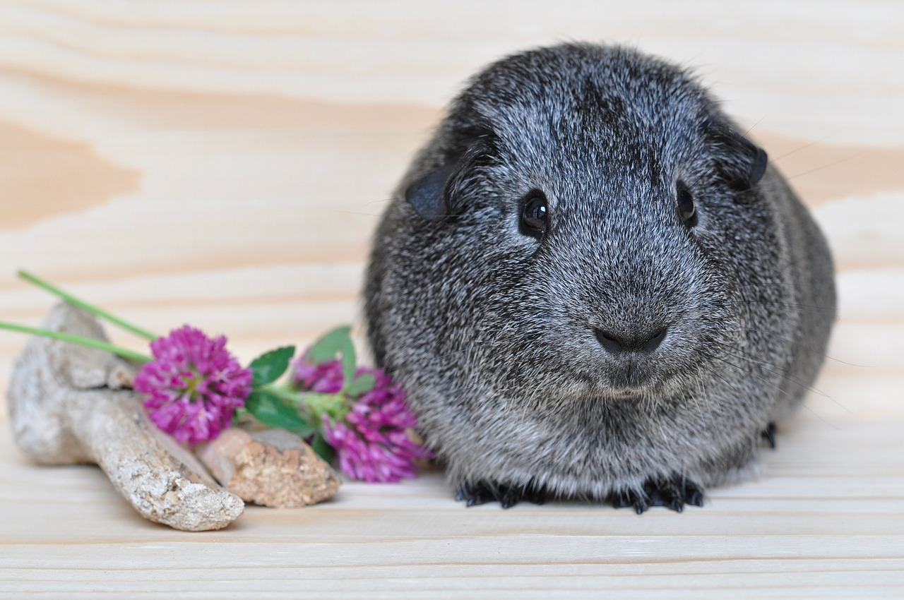 silver guinea pig smooth hair free photo