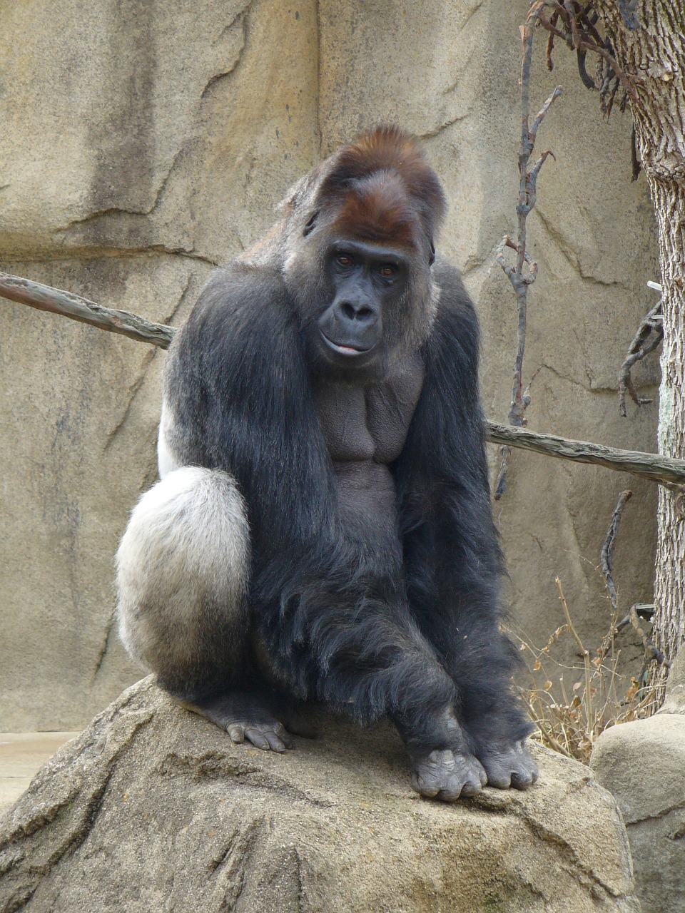 silver back gorilla zoo free photo