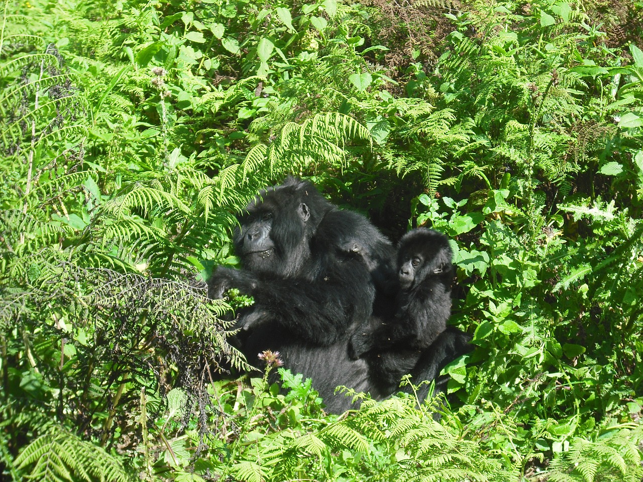 silver-back gorilla africa free photo