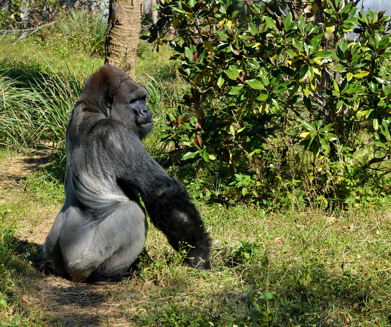 silver back gorilla ape free photo