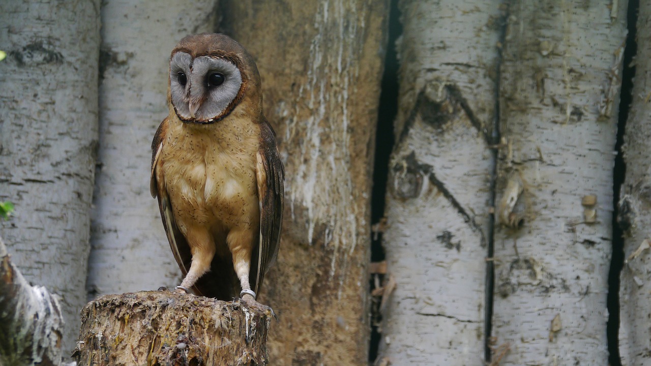 silver barn owl  bird  owl free photo