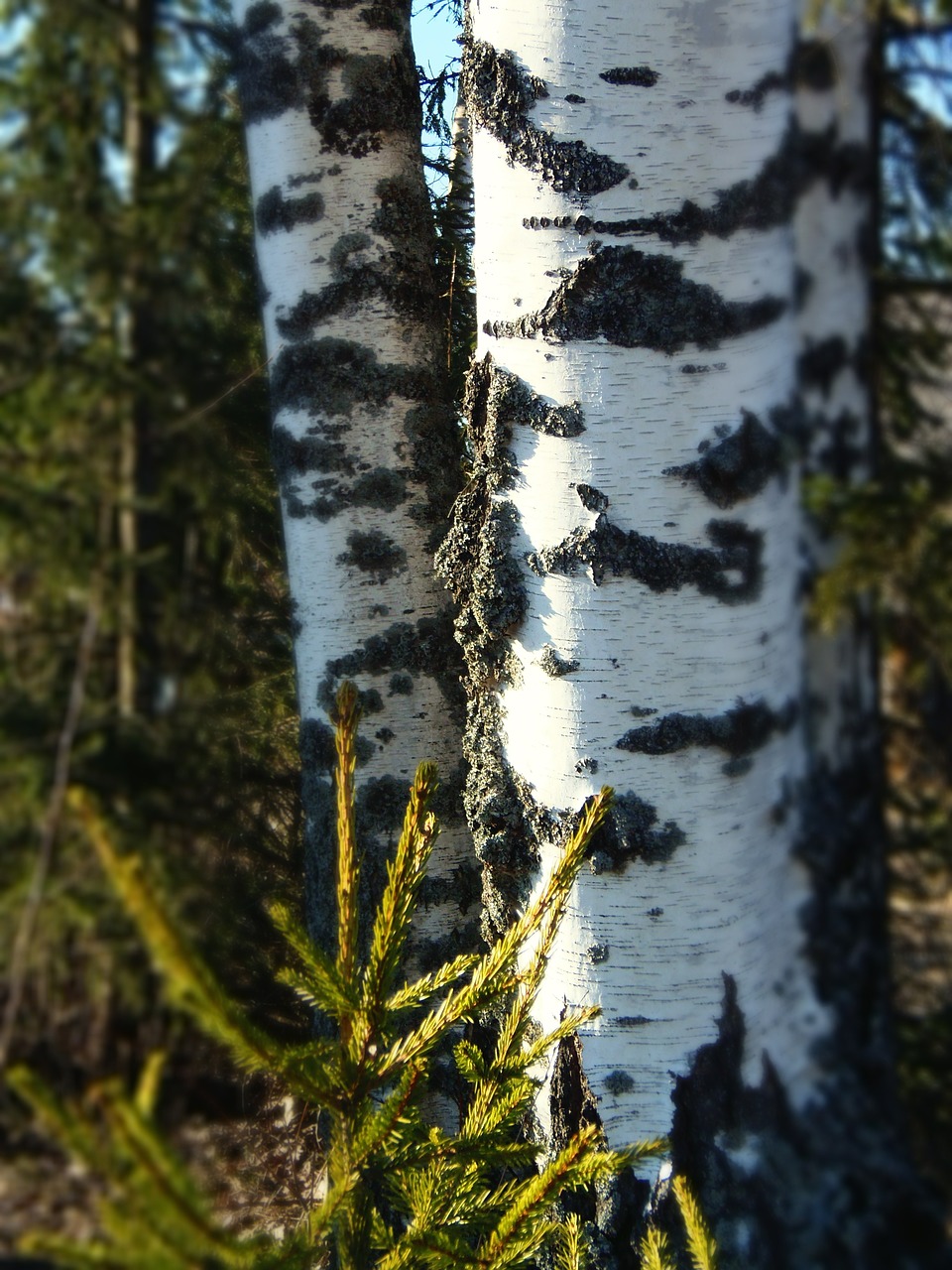 silver birch birch tree free photo