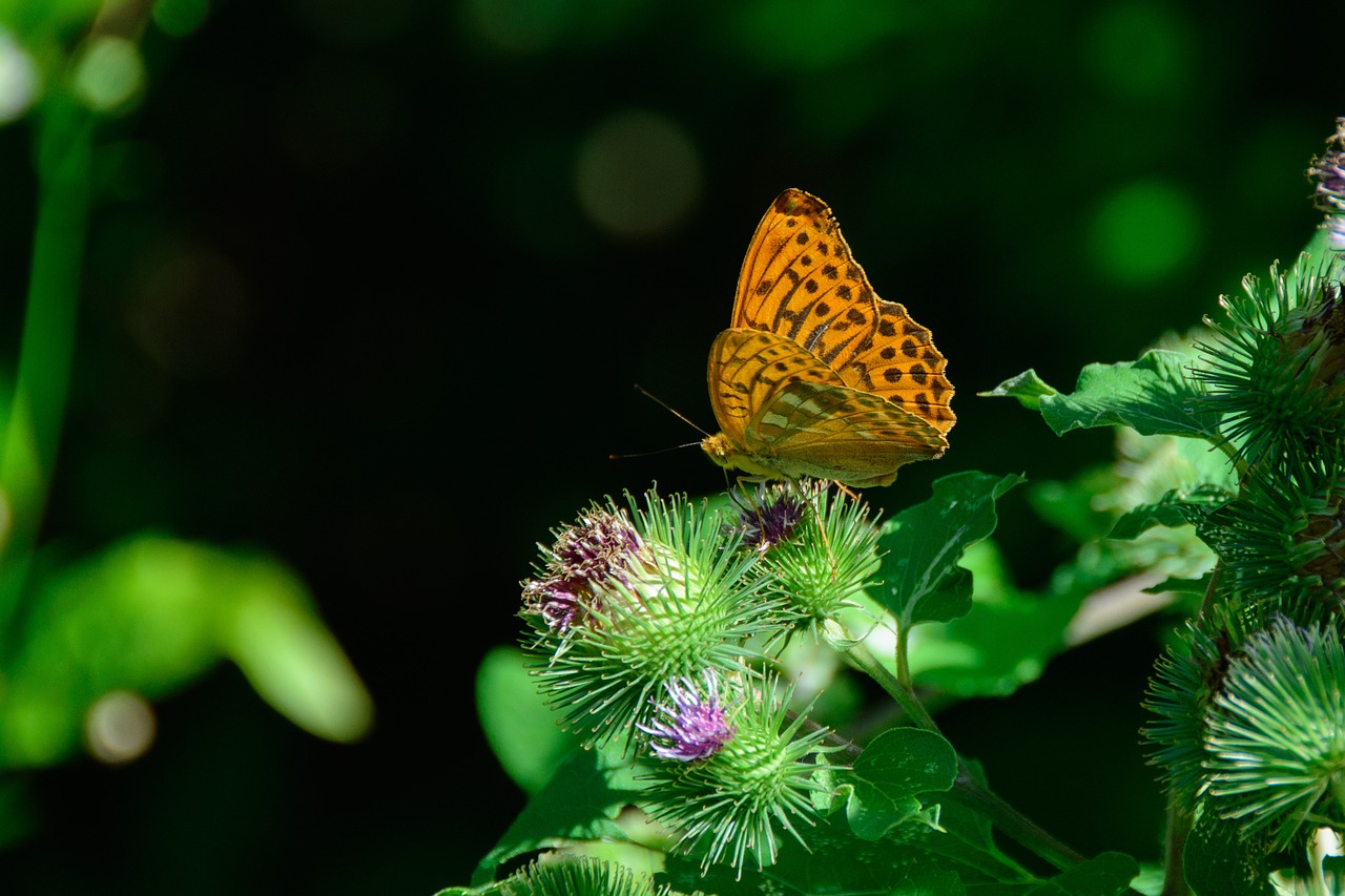 silver-bordered fritillary butterfly nature free photo