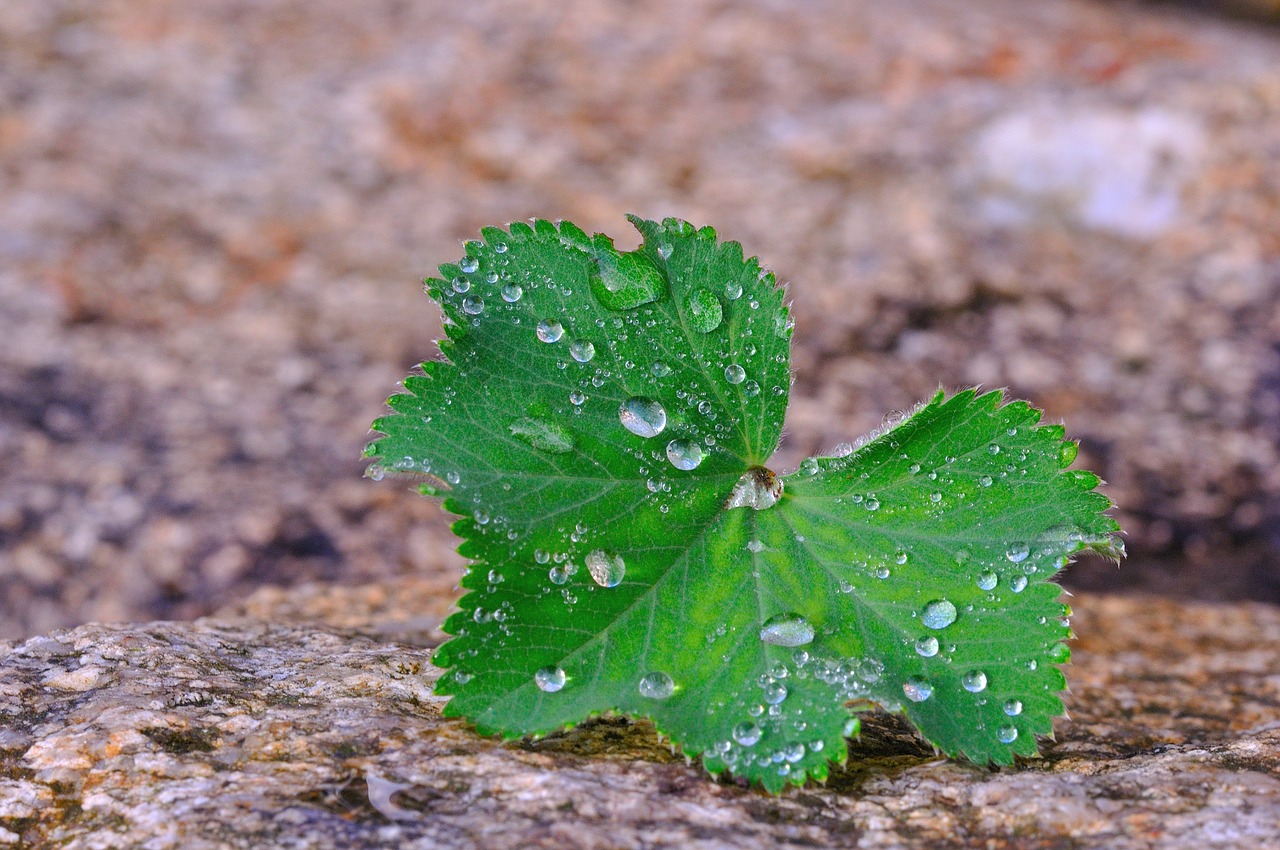 silver coat plant leaf free photo