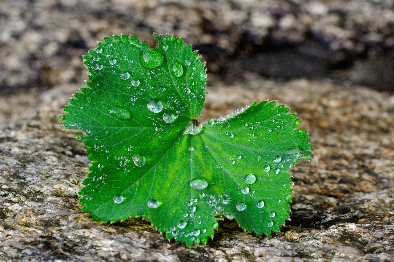 silver coat plant leaf free photo