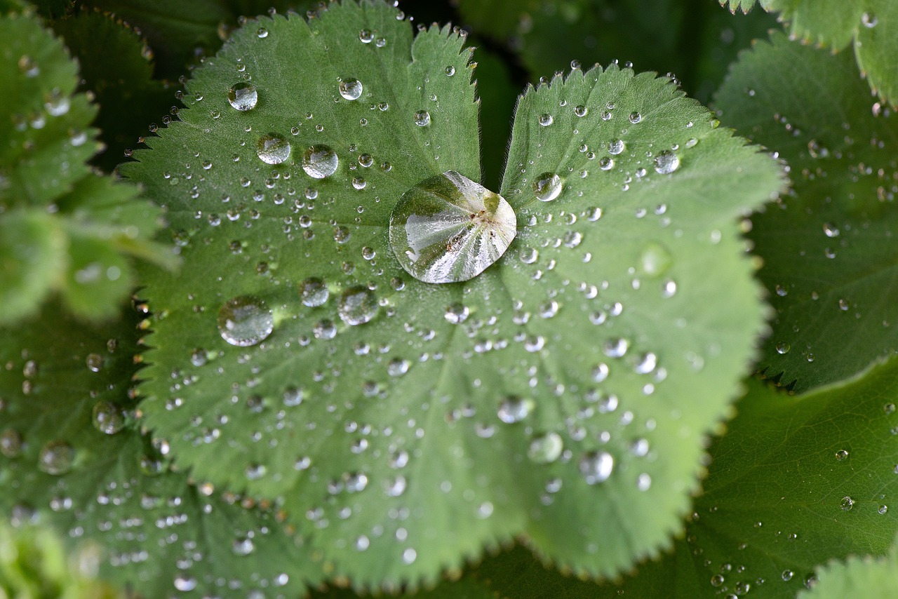 silver coat plant leaf free photo