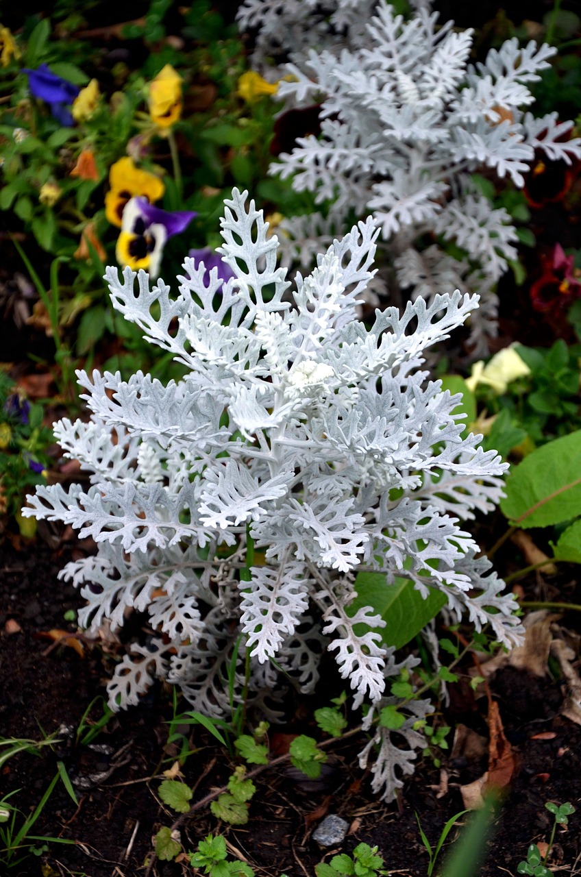 silver coloured groundsel suffrutex plants free photo