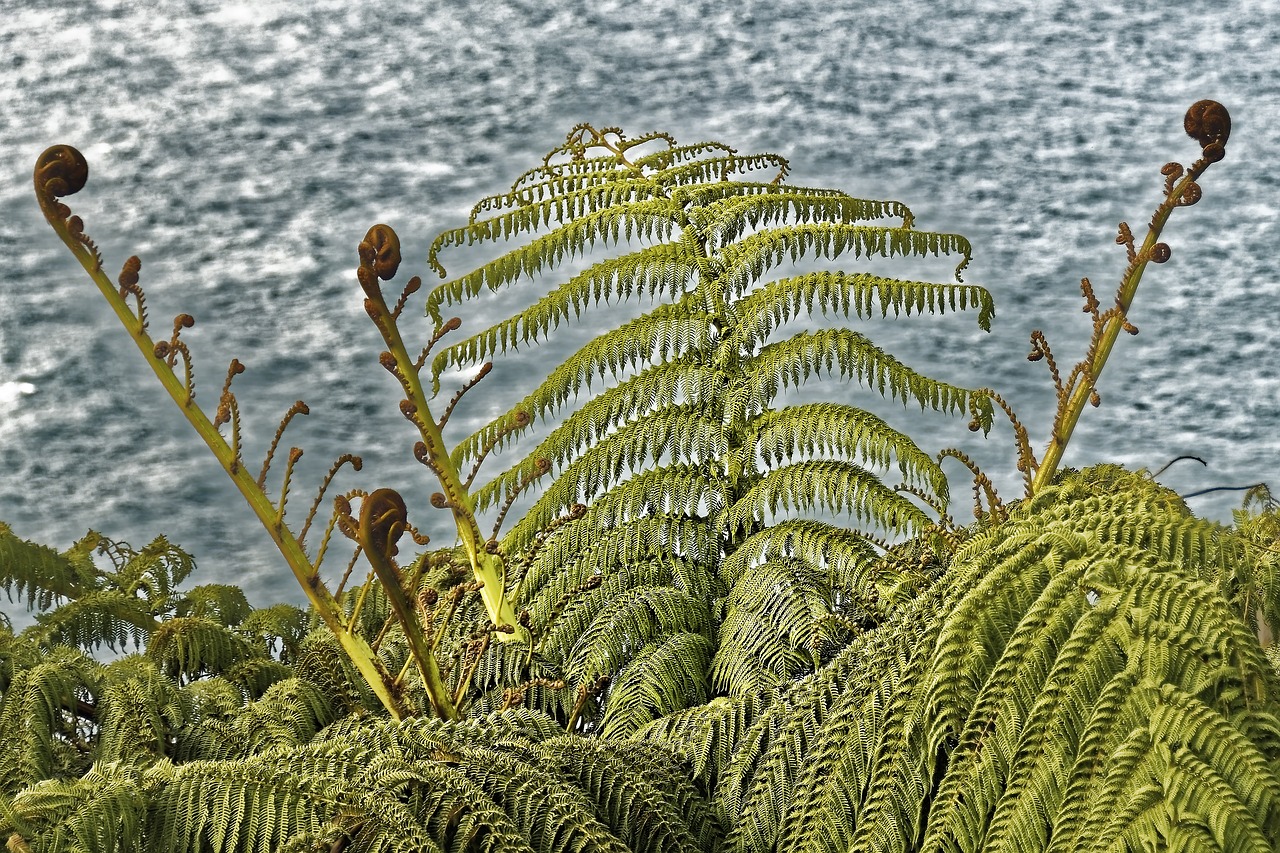 silver fern  fern  flora free photo