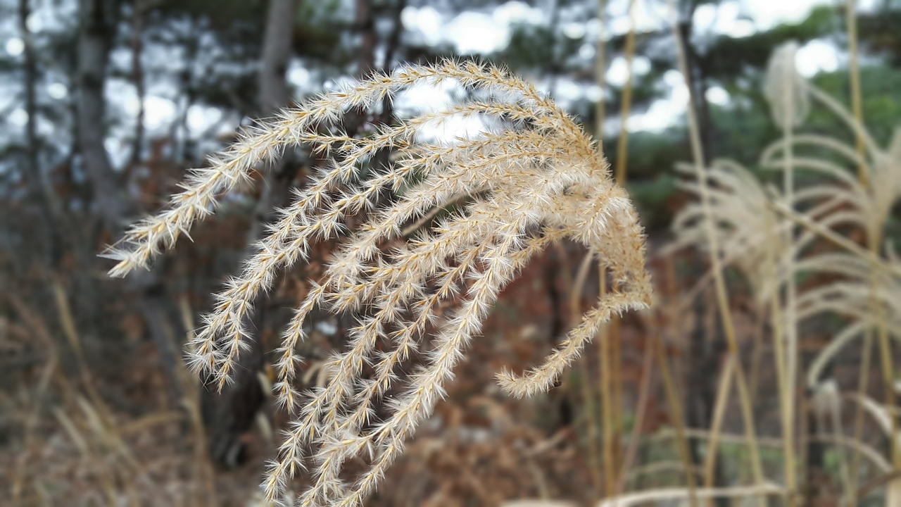 silver grass nature wood free photo