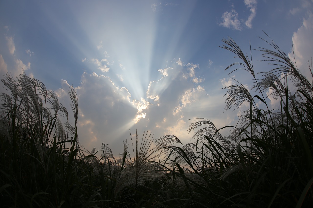 silver grass sea light free photo