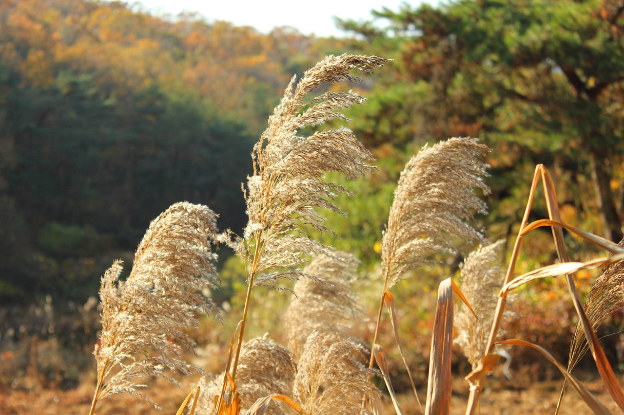 silver grass  reed  autumn free photo