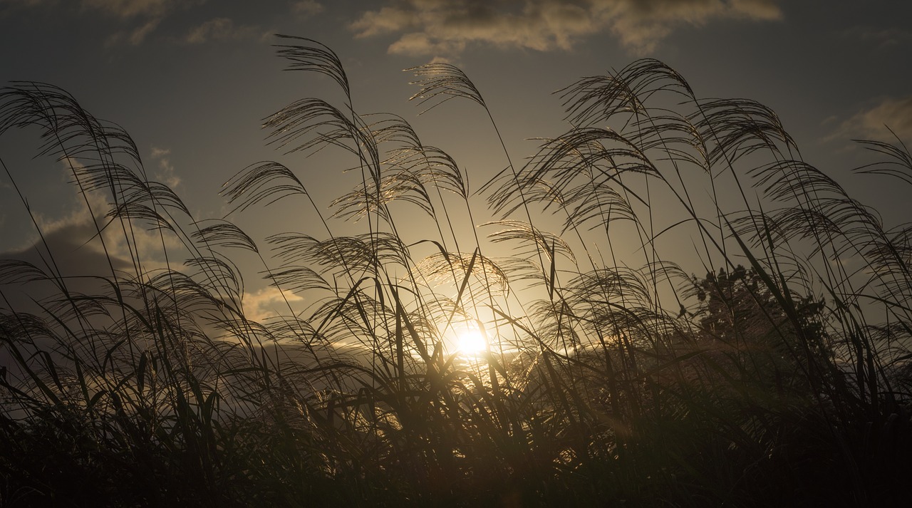 silver grass  autumn  nature free photo