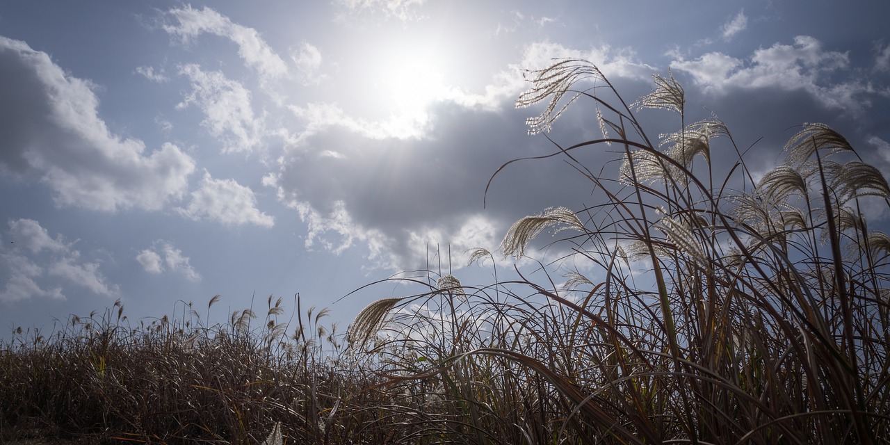 silver grass  autumn  nature free photo