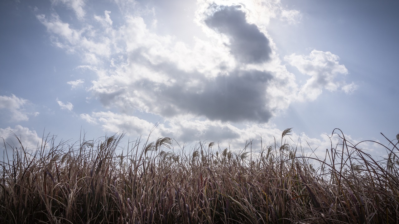 silver grass  autumn  nature free photo