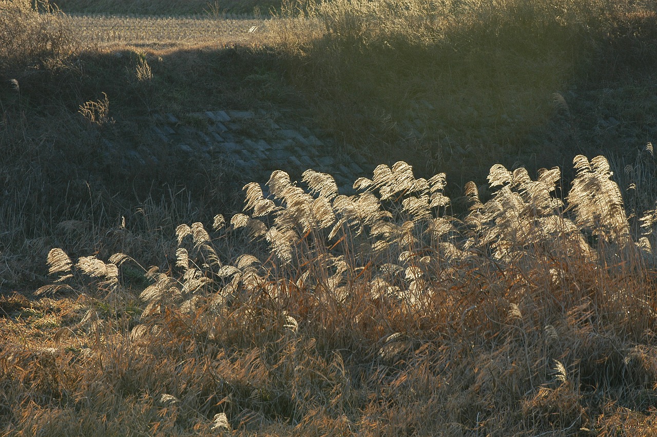 silver grass reed the korean countryside free photo