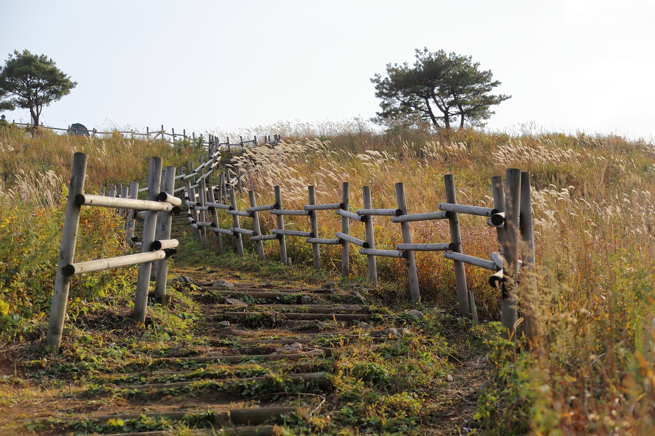 silver grass bald mountain autumn free photo