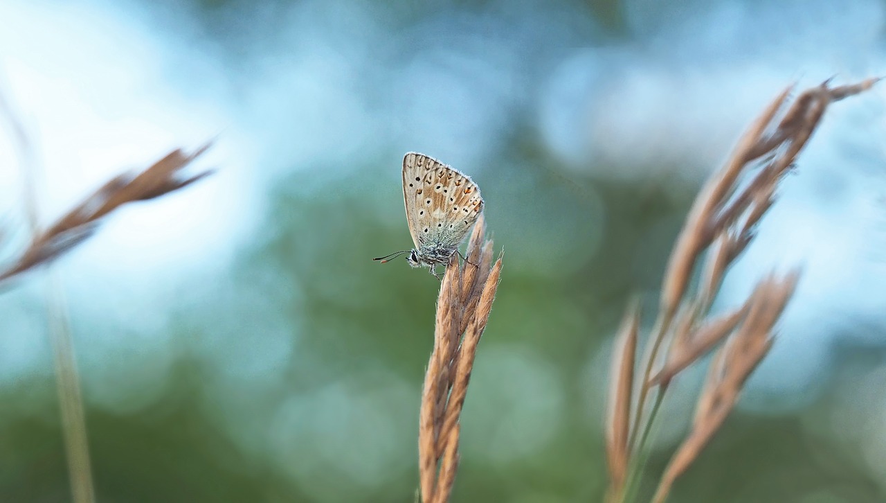 insect nature live free photo