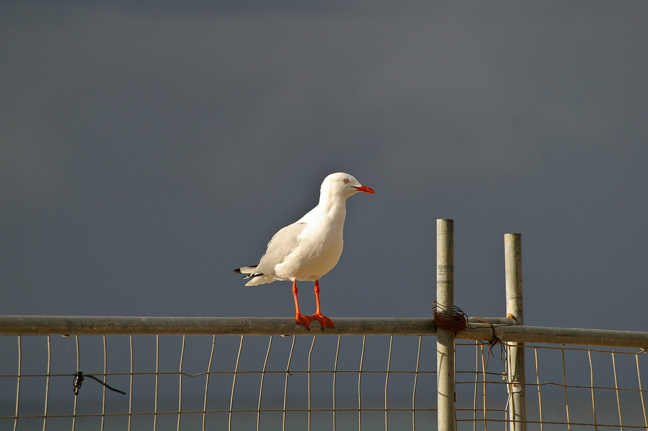 silver gull seabird perched free photo