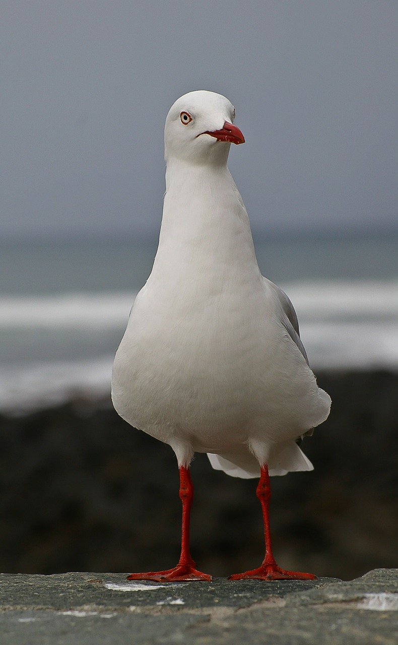 silver gull bird seabird free photo