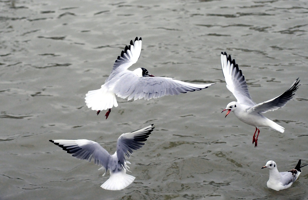 silver gull black-headed gull sea free photo