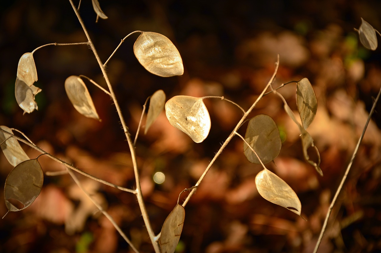 silver leaf  lunaria  cruciferous plant free photo