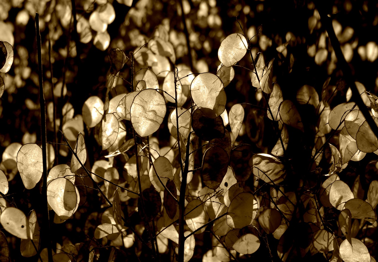 silver leaf  lunaria  horticultural silver leaf free photo