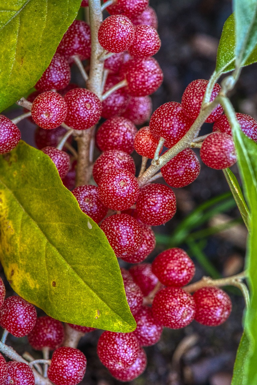 silver leaf  berry  natural free photo