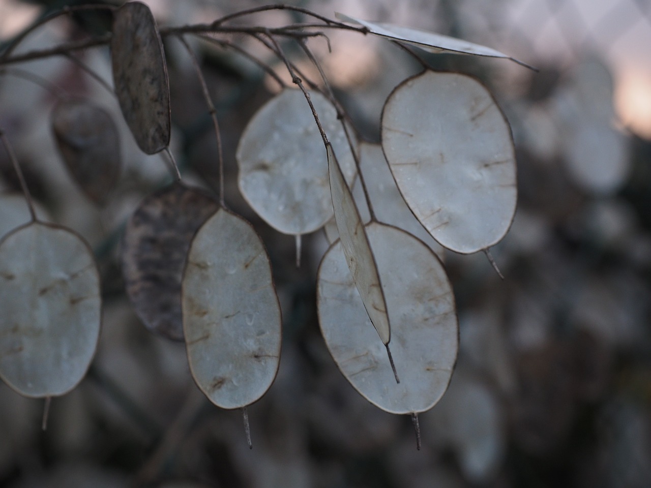 silver leaf lunaria silberling free photo