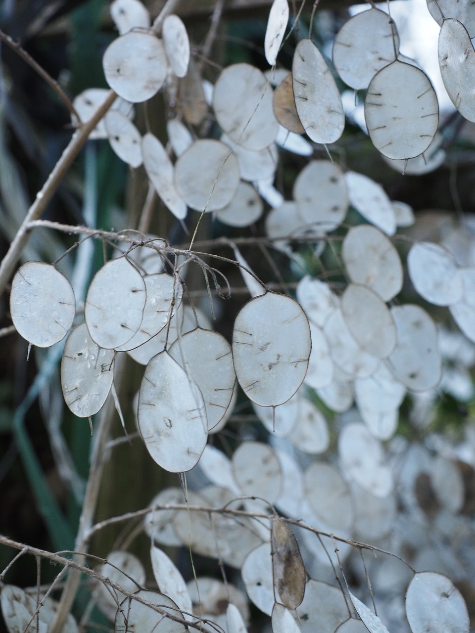 silver leaf lunaria silberling free photo