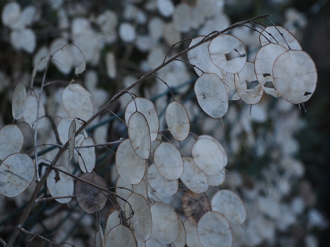 silver leaf lunaria silberling free photo