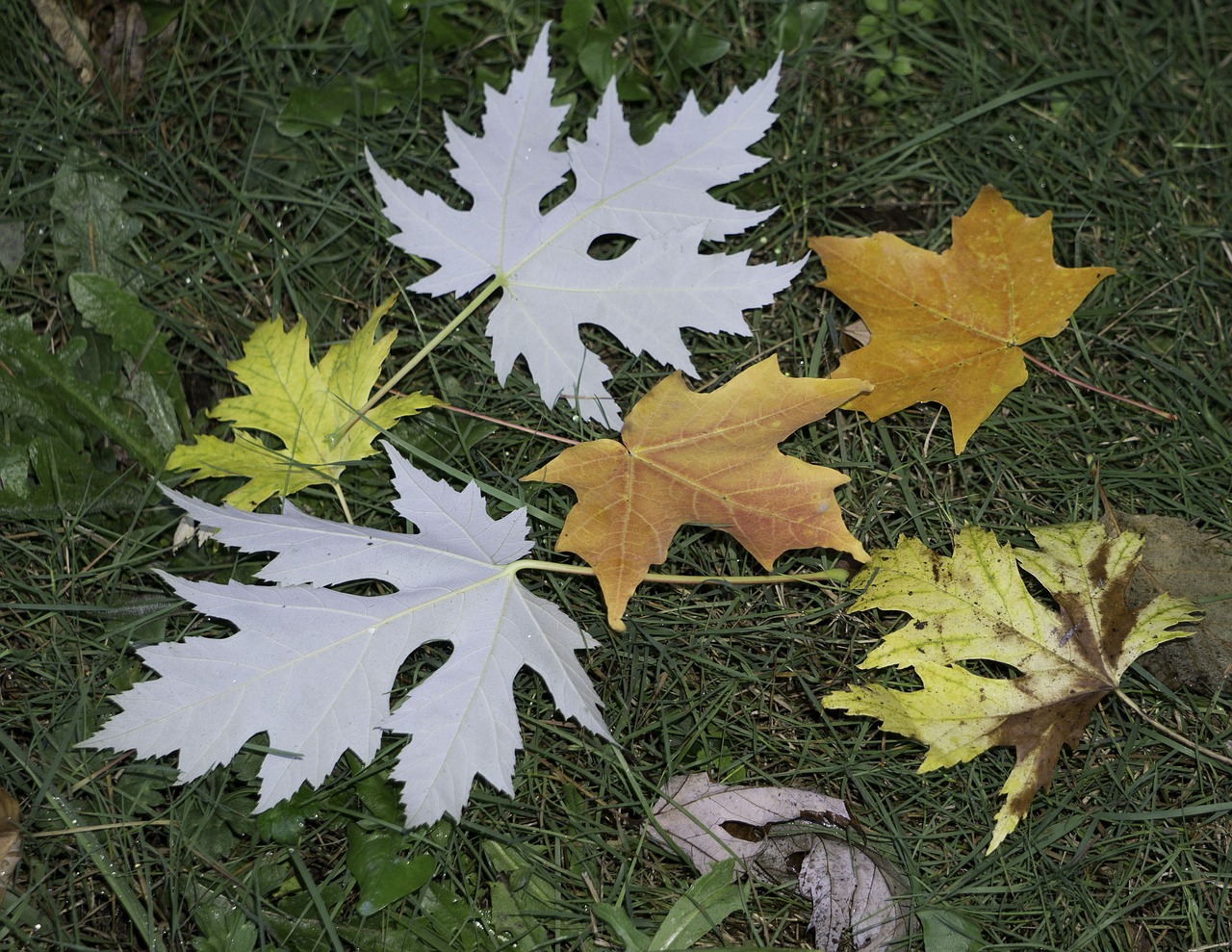 silver maple scarlet maple autumn free photo