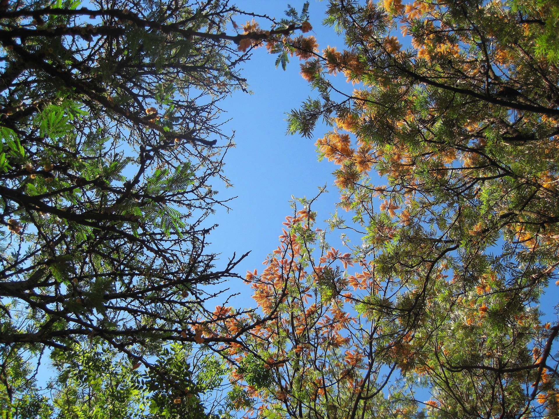 trees sky blue free photo