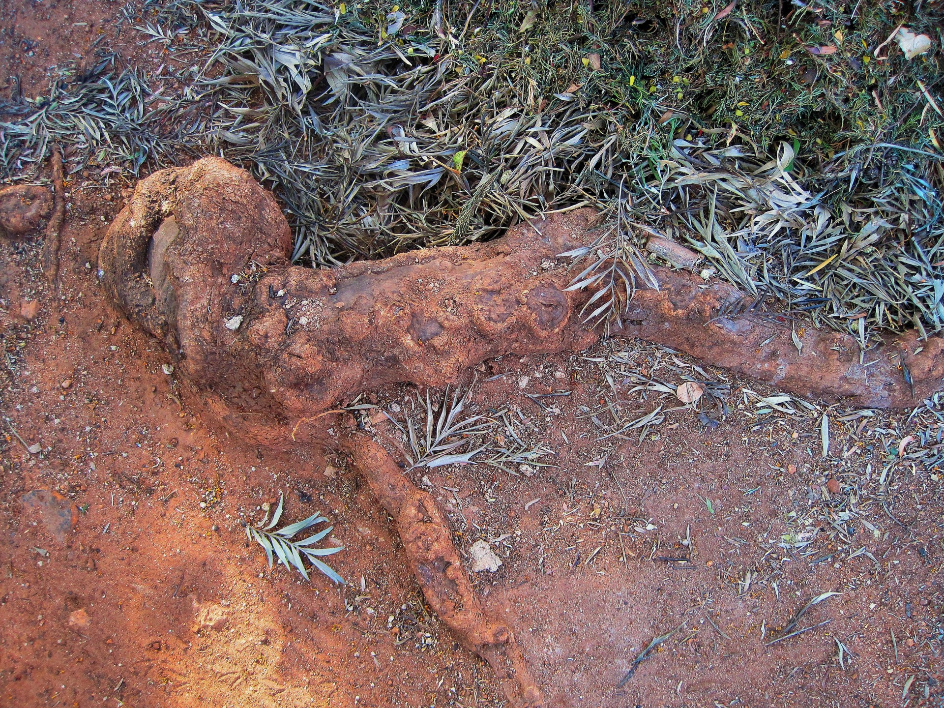 tree oak root free photo