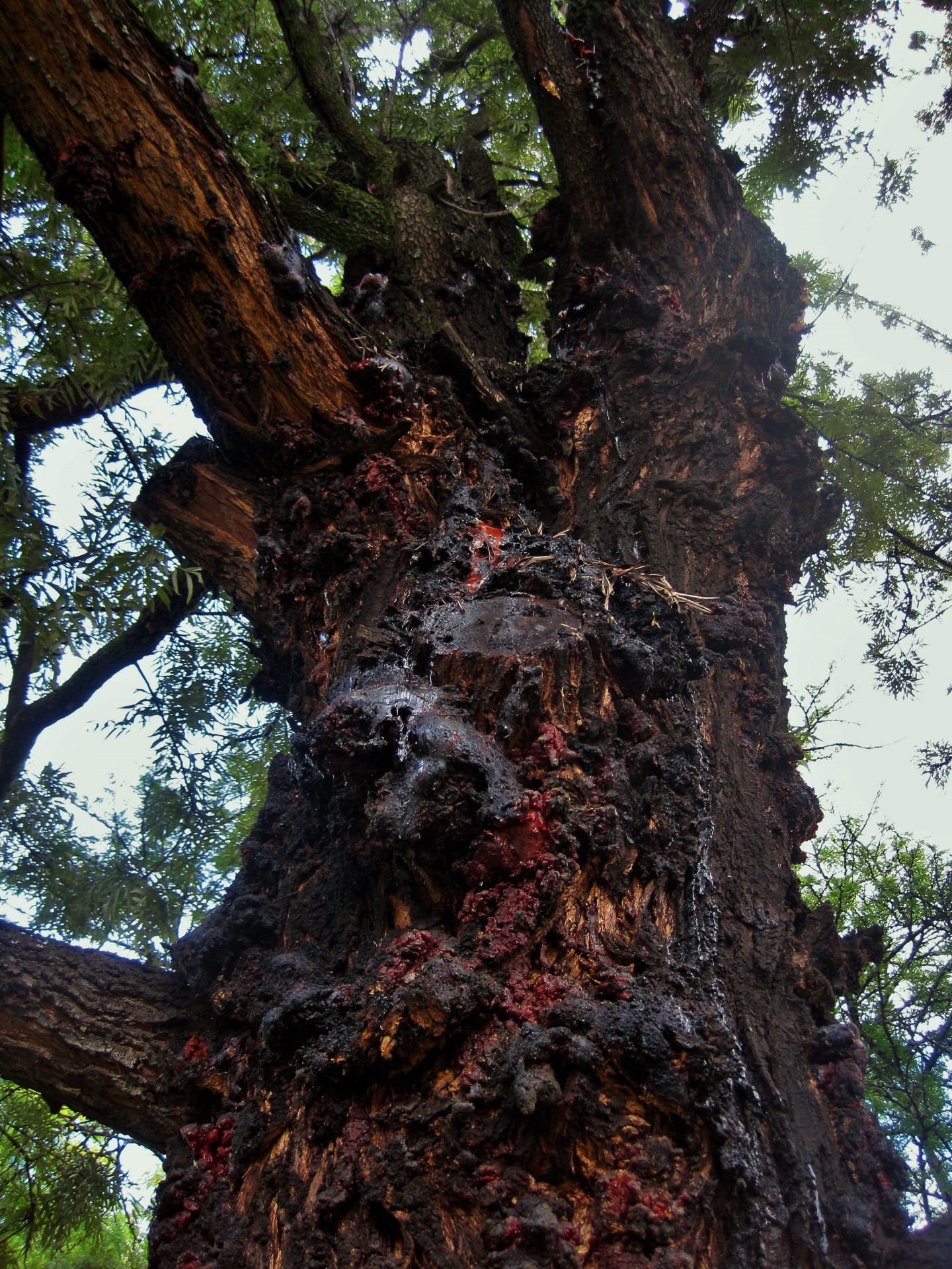 tree silver oak trunk free photo