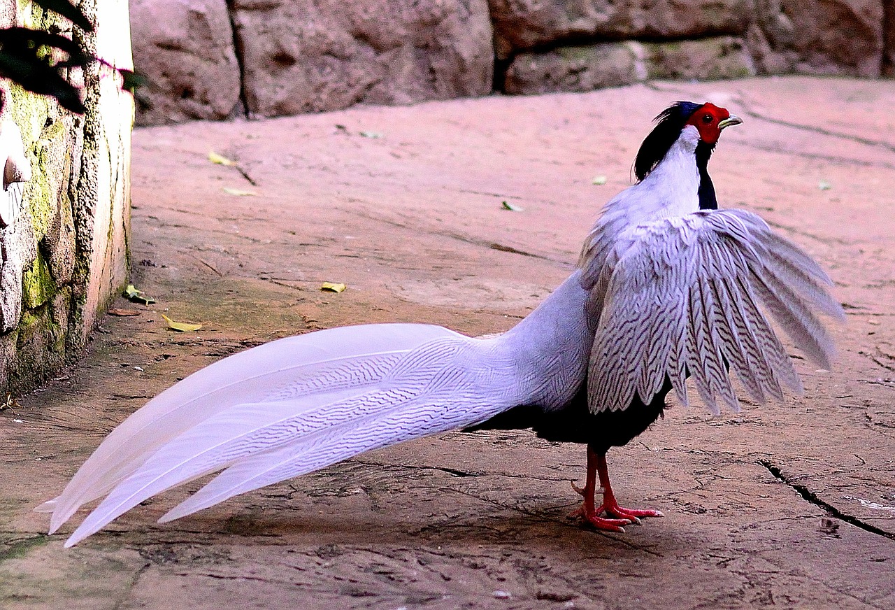 silver pheasant bird fly free photo