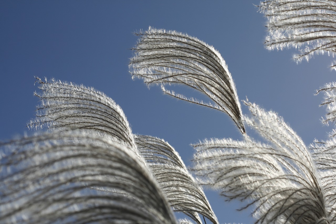 silver pool silver grass go to the memory bird free photo