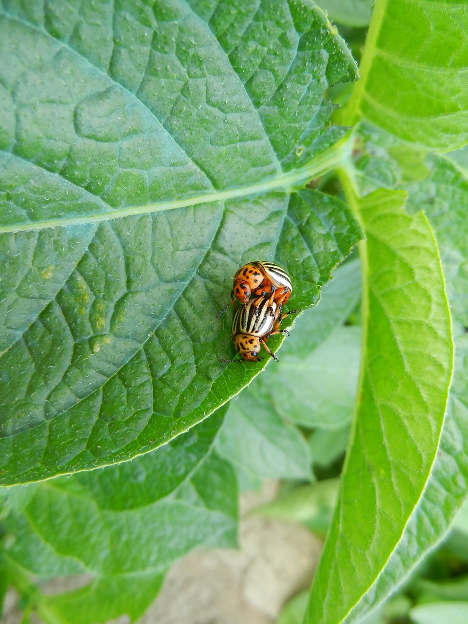 silver potato beetle nature free photo