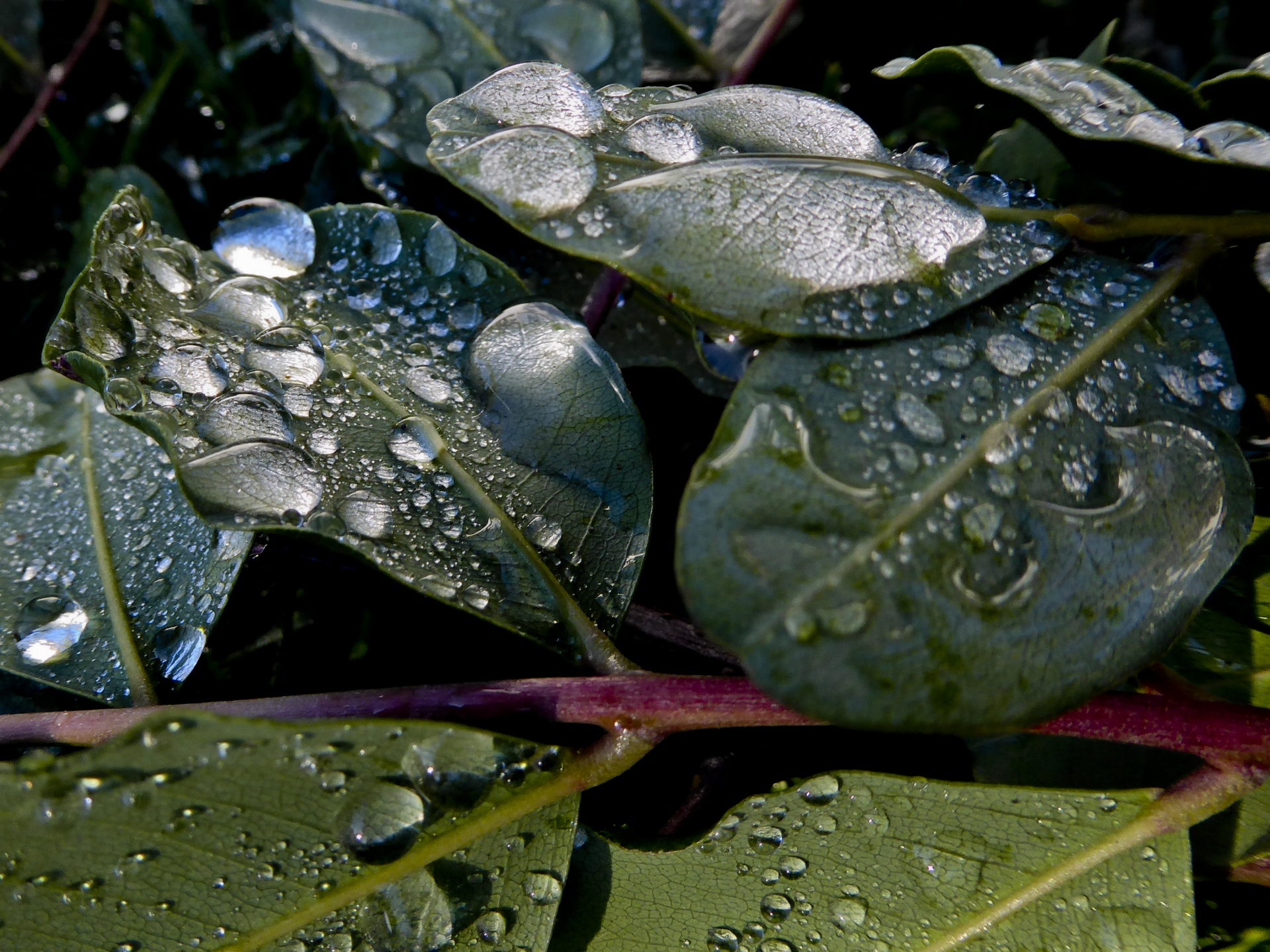 green leaves silver rain water droplets free photo