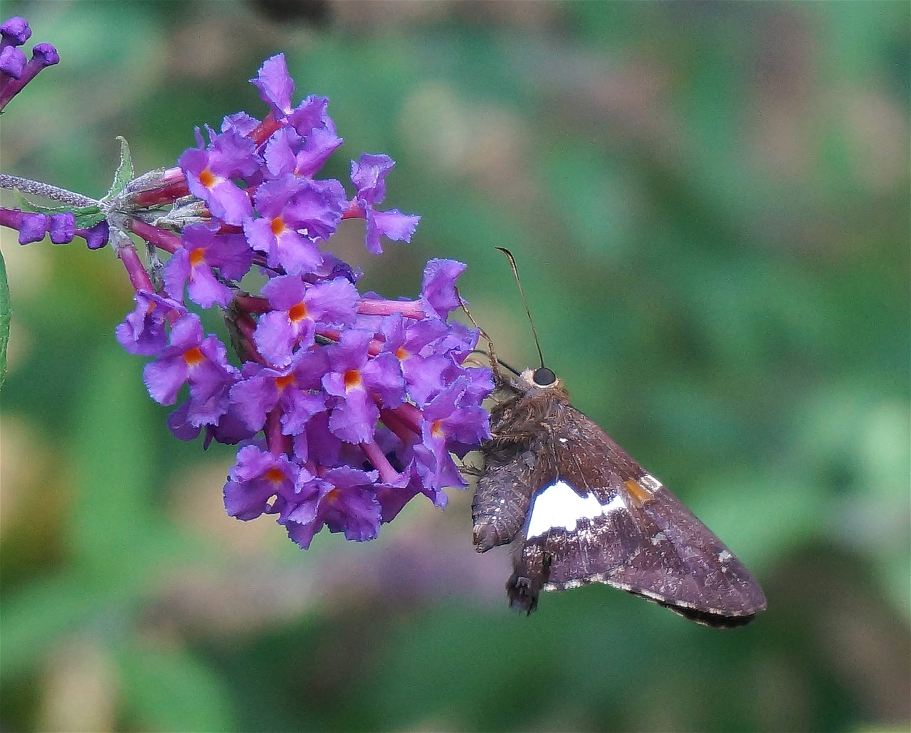 silver-spotted skipper butterfly butterfly bush free photo