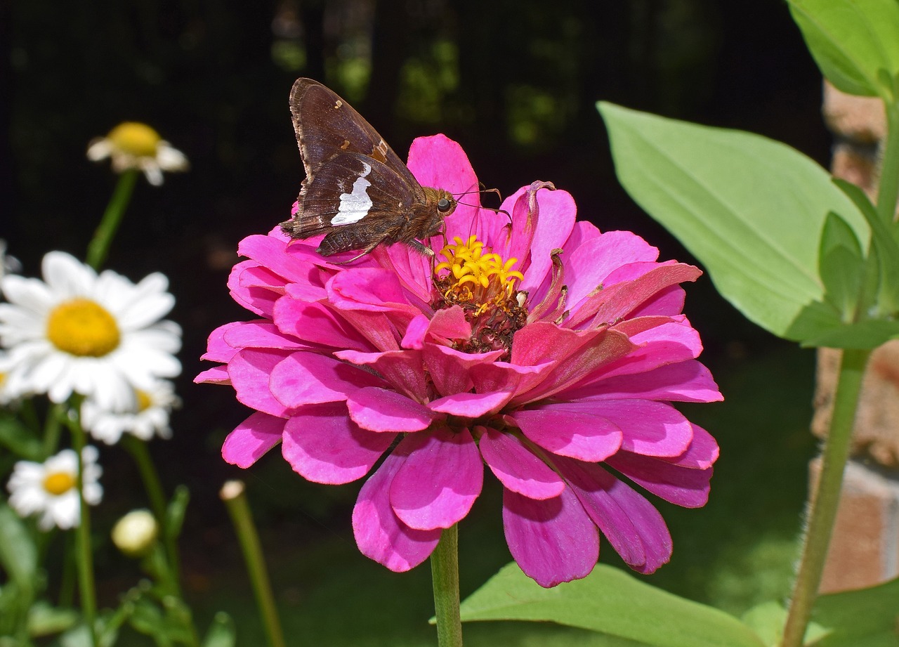 silver-spotted skipper on zinnia butterfly insect free photo