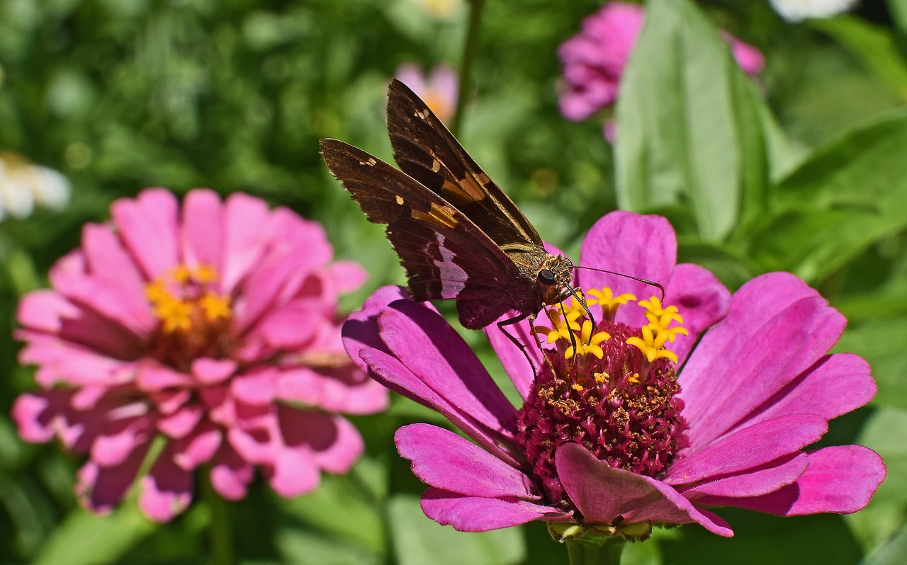 silver-spotted skipper on zinnia butterfly insect free photo